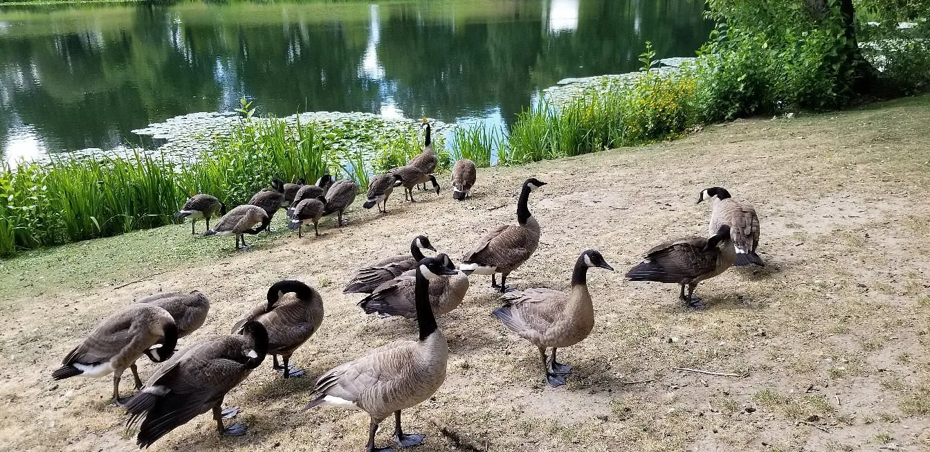 Geese gathered beside Lake Sacajawea